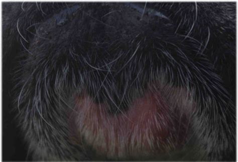 Abrasions Acne Furuncles Bumps And Other Dog Skin Conditions