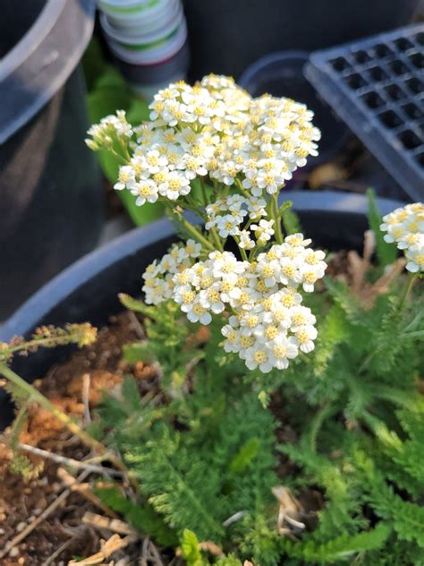 Wonderful Benefits Of Growing Yarrow Annas Musings