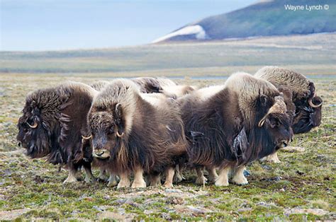 Oomingmak The Beared One Musk Ox The Canadian Nature Photographer