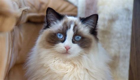 Ragdoll Cats A Complete Guide To The Ragdoll Cat Breed Ragdoll Cat