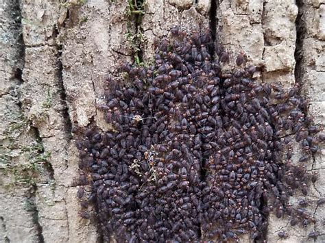 Bug Swarm On A Tree Trunk Cerastipsocus Trifasciatus Bugguidenet