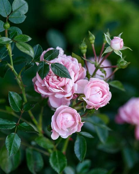 Pink Double Petal Rose Bush In Summer Cottage Garden Stock Image