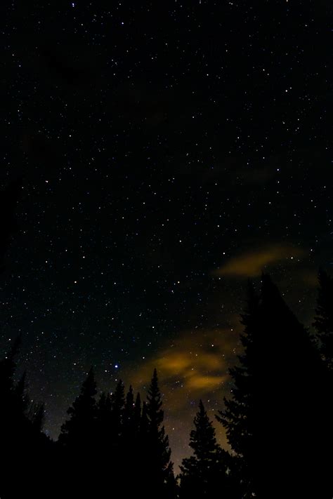 Download Wallpaper 4000x6000 Spruce Stars Starry Sky Night Hd Background