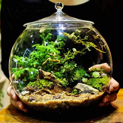 C $23.47 to c $55.60. Glass Terrarium Container Bell Jars with Cover (Medium) by ...