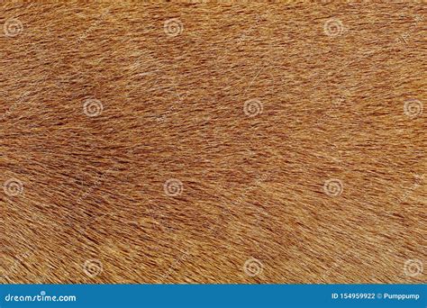 Close Up Brown Dog Skin For Texture And Pattern Stock Photo Image Of