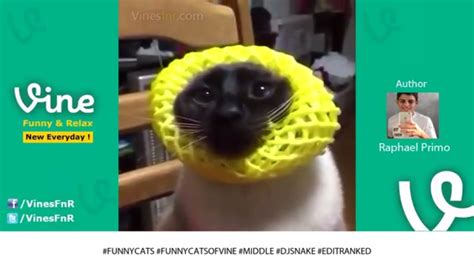 Crazy Cat Video Cat Comedy Funny Cat Funny Cat Video Funnies Kitten