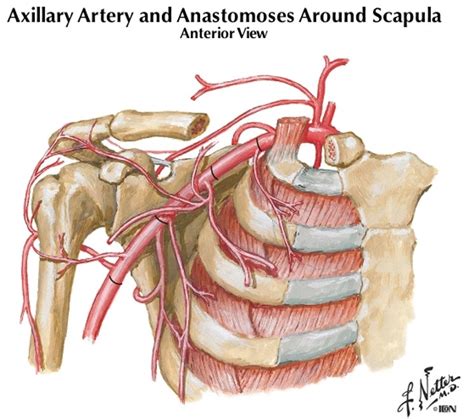 Axillary Artery Branches Diagram Quizlet
