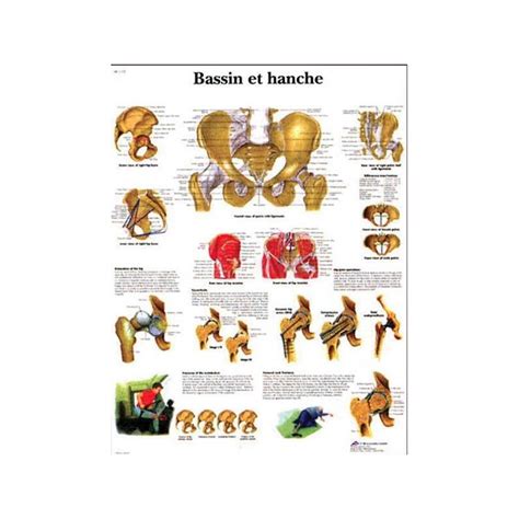 Planche Anatomique Du Bassin Et De La Hanche Lmed