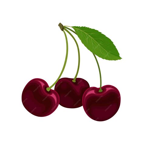 Premium Vector Three Ripe Red Sweet Cherries On A Stalk With Leaves