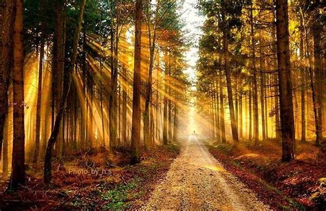 Magic Light In Forests Near Ainbrachz Germany Yesterday Photo By