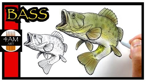 How To Draw A Largemouth Bass Youtube