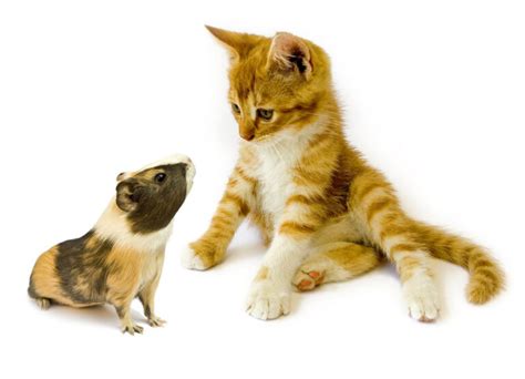 How To Introduce A Kitten To An Older Cat Thecatsite Articles