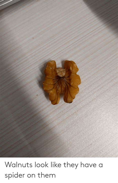 Walnuts Look Like They Have A Spider On Them Spider Meme On Meme