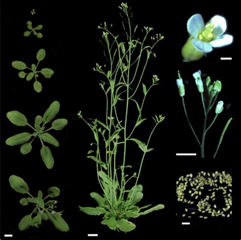 Esquema Estructural De Arabidopsis Thaliana Fuente Download