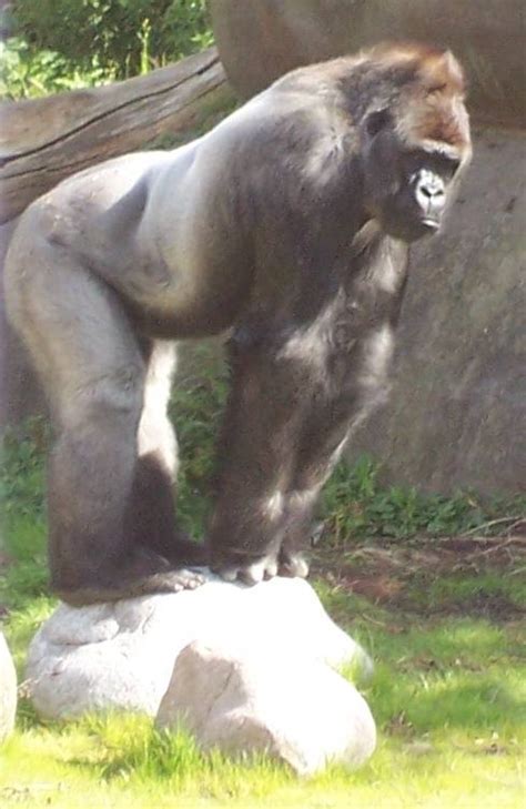 Bokito raakte in 2007 in het nieuws toen hij ontsnapte en daarbij een bezoekster van de dierentuin zwaar verwondde. A Wookie Vs. a Gorilla | SpaceBattles Forums