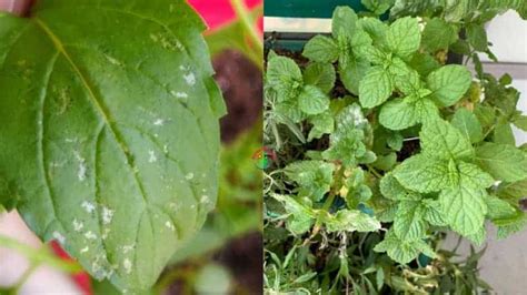 List Of 10 White Dots On Mint Leaves