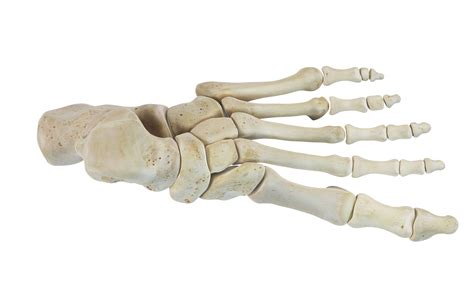 Tarsal Bones How Many Are In The Foot