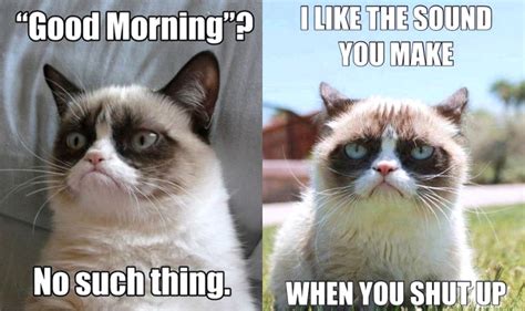 21 Grumpy Cat Memes To Instantly Make You Grumpy However Happy You Are