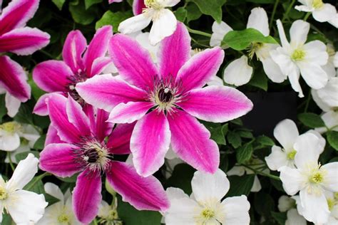 We did not find results for: Types of Clematis | HGTV