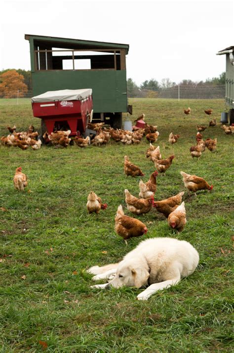 Which Dog Breeds Are Good With Chickens