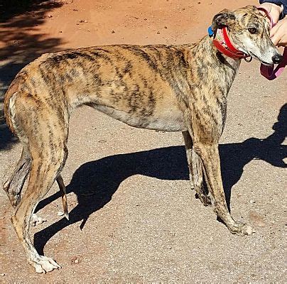 Oklahoma City, OK - Greyhound. Meet Angel a Pet for Adoption.