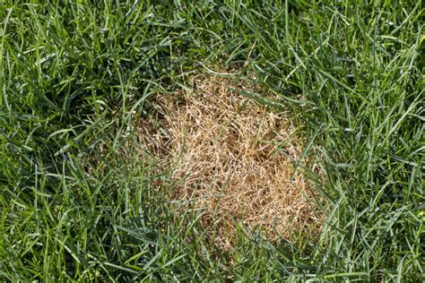 How To Get Rid Of Lawn Grubs Residence Style