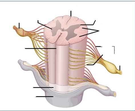 Spinal Cord Diagram Diagram Quizlet