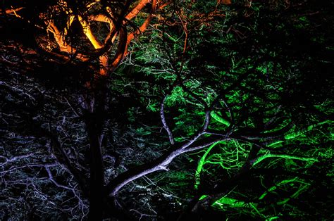 Free Images Tree Forest Branch Light Night Sunlight Leaf