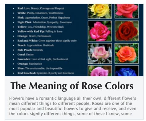 Rose Color Meanings Rose Colors Meanings Pinterest Coloring Wallpapers Download Free Images Wallpaper [coloring436.blogspot.com]