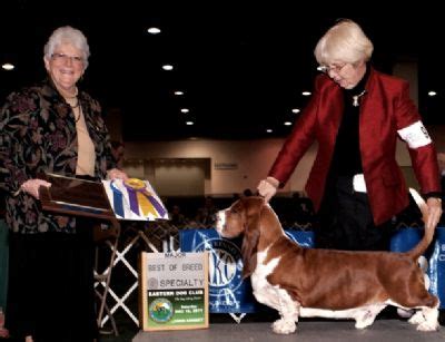 Adopting a basset hound or any dog breed for that matter requires a lifetime commitment and loyalty. Beauchasseur Kennels & Basset Hound Breeder - South Australia