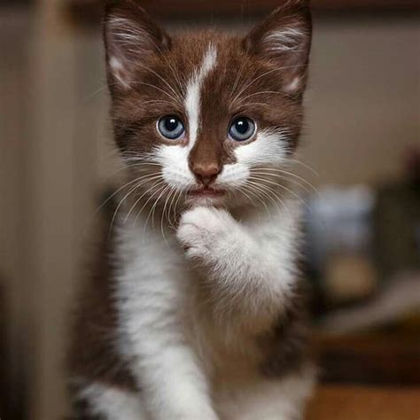 Pin By Jarik Yarobey On Mininos 2 Pretty Cats Cats Kittens Cutest