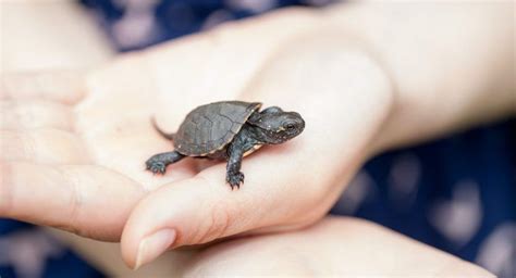 Are You Wondering What Is The Best Small Turtle For A Pet Pet Turtles That Stay Small What