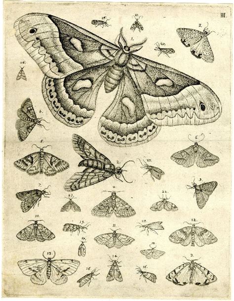 Moth Tattoo On Pinterest Moth Drawing Butterflies And Illustrations