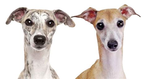 Whippet Vs Italian Greyhound The Difference Between Similar Pups In