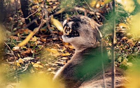 Why Do Mountain Lions Scream How To Identify Mountain Lion Sounds