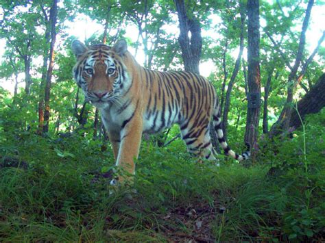 Russias Siberian Tigers Back From Brink Of Extinction