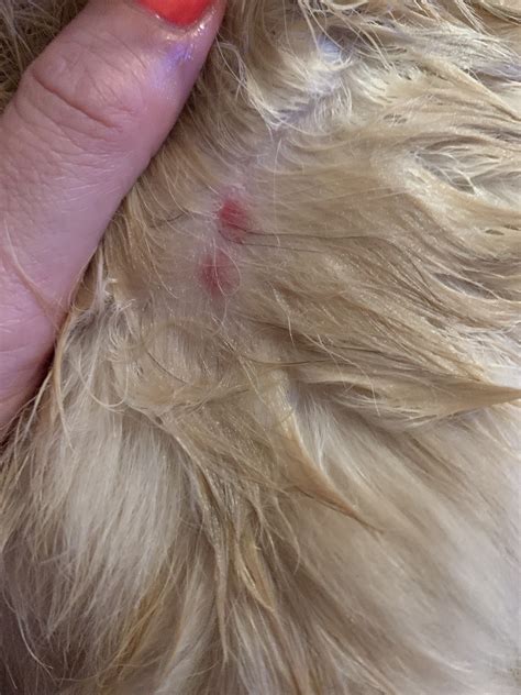 Please Help Possible Tick Bites Uk Pet Forums Forum