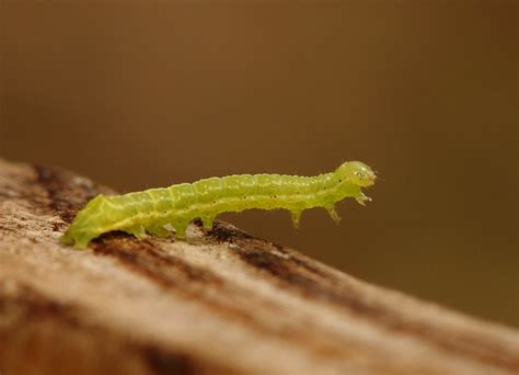 Small Green Caterpillar This Very Small Caterpillar Flew Flickr