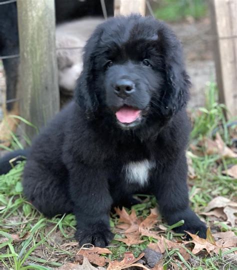 Newfoundland Dog Puppies For Sale Low Country Highway Sc 341934