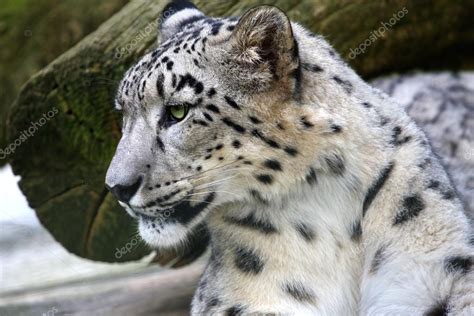 Portrait Snow Leopard — Stock Photo © Sunworld 19887653