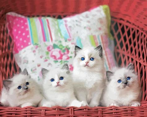 Ragdoll Kittens Paint By Number Num Paint Kit