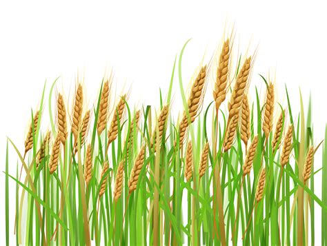 Crops Clipart Paddy Picture 839570 Crops Clipart Padd