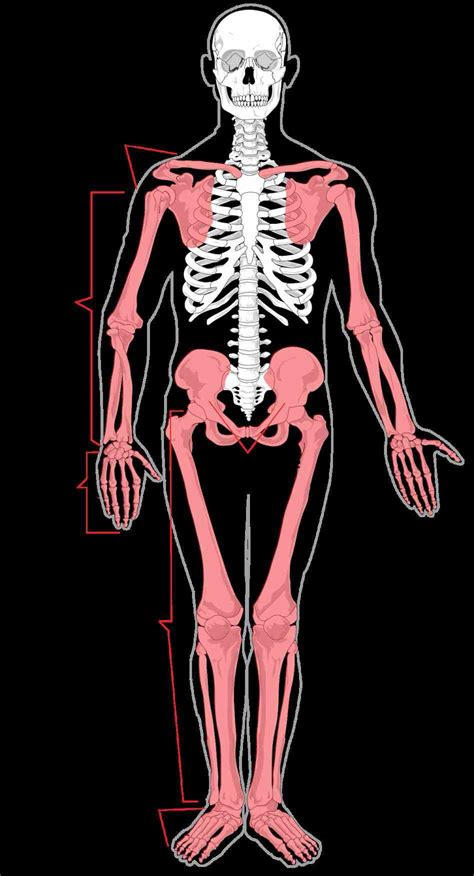 Appendicular Skeleton Anatomy