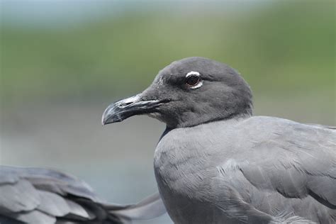 Lava Gull Galapagos Conservation Trust