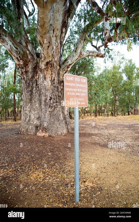 Giant Red Gum Tree Orroroo Australia Stock Photo Alamy