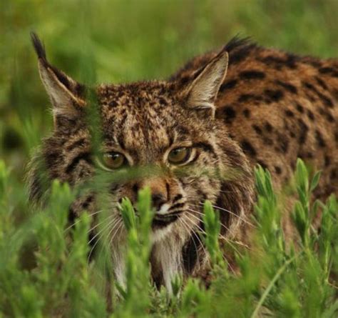 El destape es una etapa del cine español que muchos desearían no recordar. Animales en peligro de extinción en España