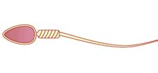 Maybe you would like to learn more about one of these? BBC - GCSE Bitesize: Specialised cells
