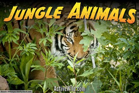 Jungle Animals List With Pictures And Facts Animals That Live In Jungles