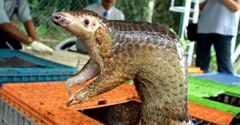 Coronavirus Revenge Of The Pangolins