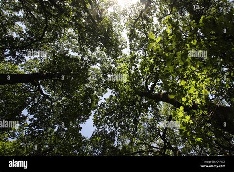 Oak Trees Canopy Stock Photo Alamy